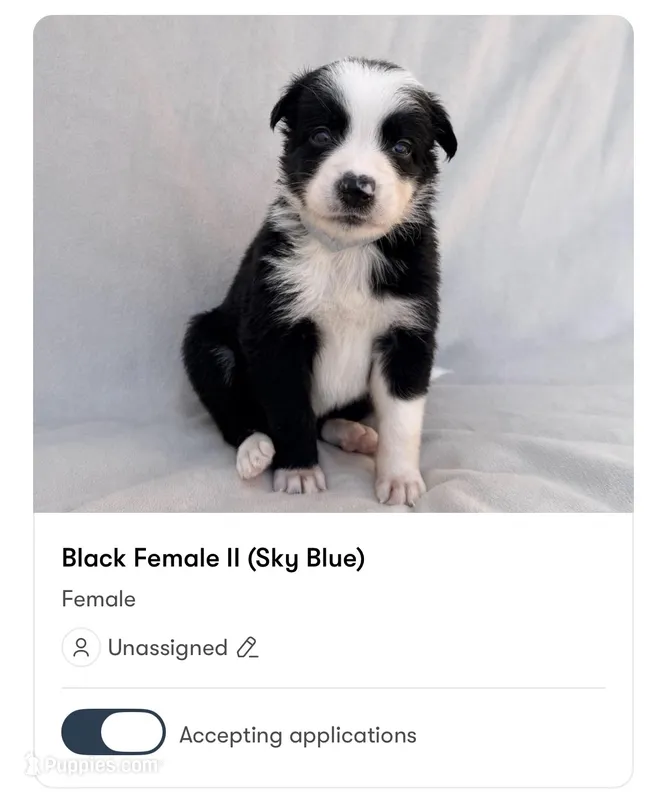 Female Border Collie (Sky Blue) – Border Collie puppy for sale in Okeechobee, FL