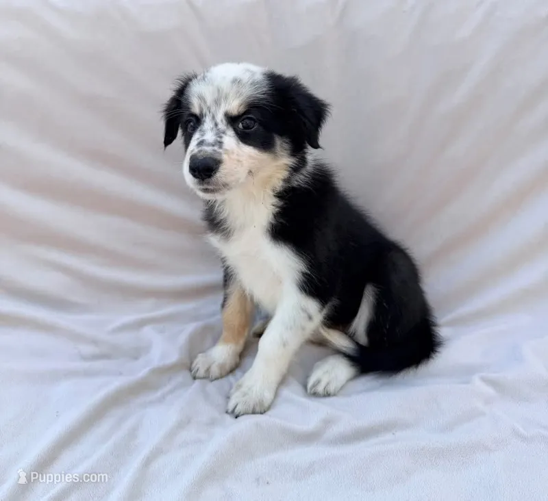 Black Tri  Female – Border Collie puppy for sale in Okeechobee, FL