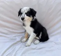 Black Tri  Female, a female Border Collie for sale in Okeechobee, FL – 1 of 1