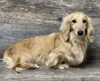 AKC FULL RIGHTS, a male Miniature Dachshund for sale in Okeechobee, FL – 1 of 2