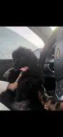 Rubble, a female Poodle - Miniature  for sale in Lawson, MO – 3 of 3