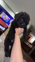 Rubble, a female Poodle - Miniature  for sale in Lawson, MO – 2 of 3