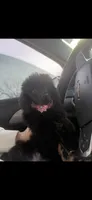 Rubble, a female Poodle - Miniature  for sale in Lawson, MO – 1 of 3