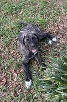 Kash , a male Great Pyrenees and Cane Corso for sale in Tampa, FL – Photo 1 of 3