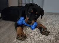 Pepper, a female Rottweiler for sale in Raleigh, NC – 3 of 4