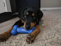 Pepper, a female Rottweiler for sale in Raleigh, NC – 2 of 4