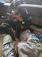 Pepper, a female Rottweiler for sale in Raleigh, NC – 4 of 4