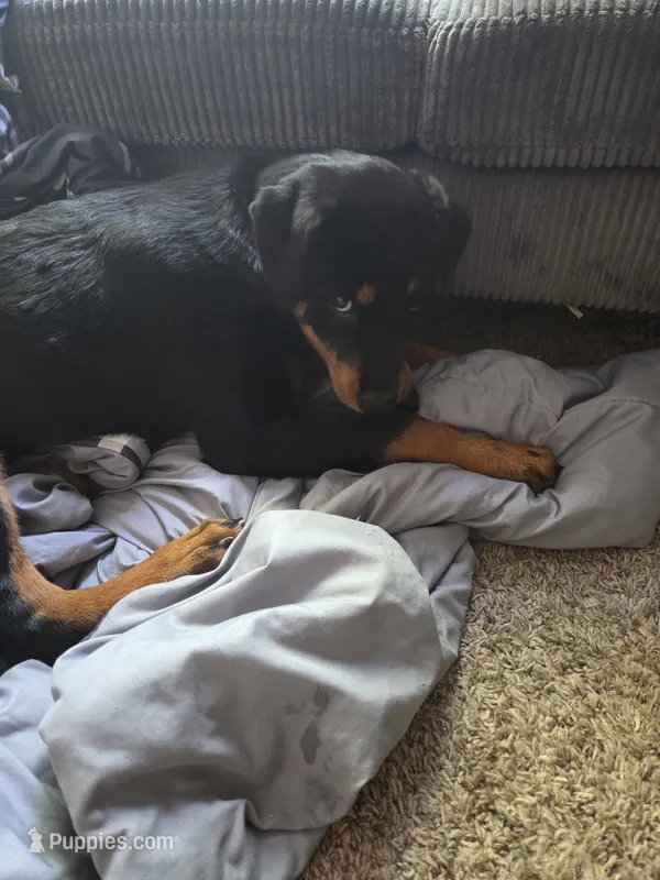 Pepper – Rottweiler puppy for sale in Raleigh, NC
