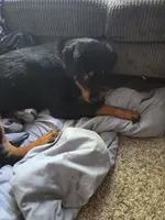 Pepper, a female Rottweiler for sale in Raleigh, NC – 1 of 4
