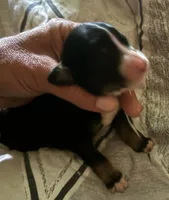 Tri female , a female Bernedoodle for sale in Mills River, NC – 5 of 5
