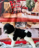 Male 1ready now, a male Bernedoodle for sale in Mills River, NC – Photo 6 of 9