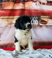 Male 1ready now, a male Bernedoodle for sale in Mills River, NC – Photo 2 of 9