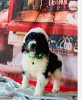 Male 1ready now, a male Bernedoodle for sale in Mills River, NC – Photo 1 of 9