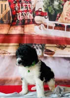 Male 1ready now, a male Bernedoodle for sale in Mills River, NC – Photo 9 of 9