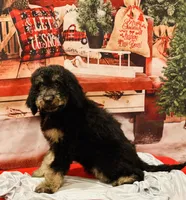 Male A, a male Bernedoodle for sale in Mills River, NC – Photo 4 of 7