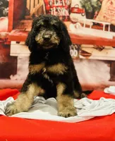 Male A, a male Bernedoodle for sale in Mills River, NC – Photo 5 of 7