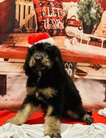 Male A, a male Bernedoodle for sale in Mills River, NC – Photo 2 of 7