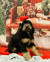 Male A, a male Bernedoodle for sale in Mills River, NC – Photo 7 of 7