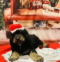 Male A, a male Bernedoodle for sale in Mills River, NC – Photo 1 of 7