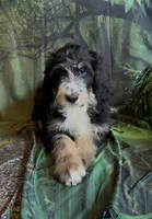 Tri female #1 , a female Bernedoodle for sale in Mills River, NC – 3 of 9