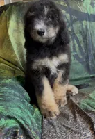Female # 2 , a female Bernedoodle for sale in Mills River, NC – 3 of 6