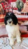 Ready now!Female C, a female Bernedoodle for sale in Mills River, NC – Photo 9 of 10