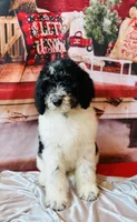 Ready now!Female C, a female Bernedoodle for sale in Mills River, NC – Photo 1 of 10