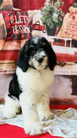 Ready now!Female C, a female Bernedoodle for sale in Mills River, NC – Photo 4 of 10