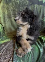 Tri female #1 , a female Bernedoodle for sale in Mills River, NC – 6 of 9