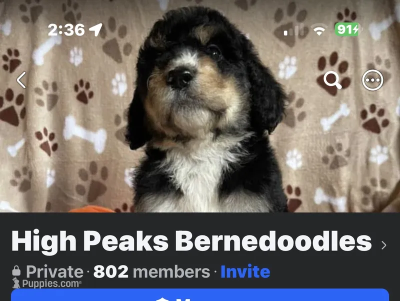 Male 2  – Bernedoodle puppy for sale in Mills River, NC