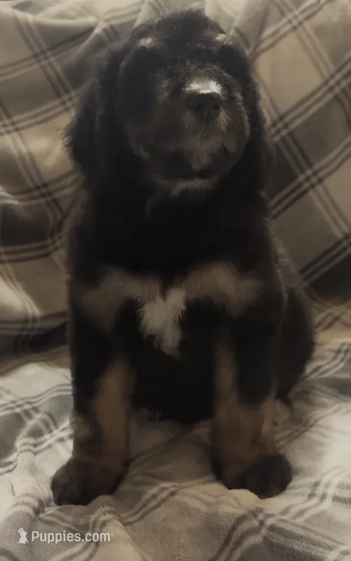 Female 2  – Bernedoodle puppy for sale in Mills River, NC