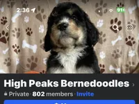 Female 2 , a female Bernedoodle for sale in Mills River, NC – 4 of 5