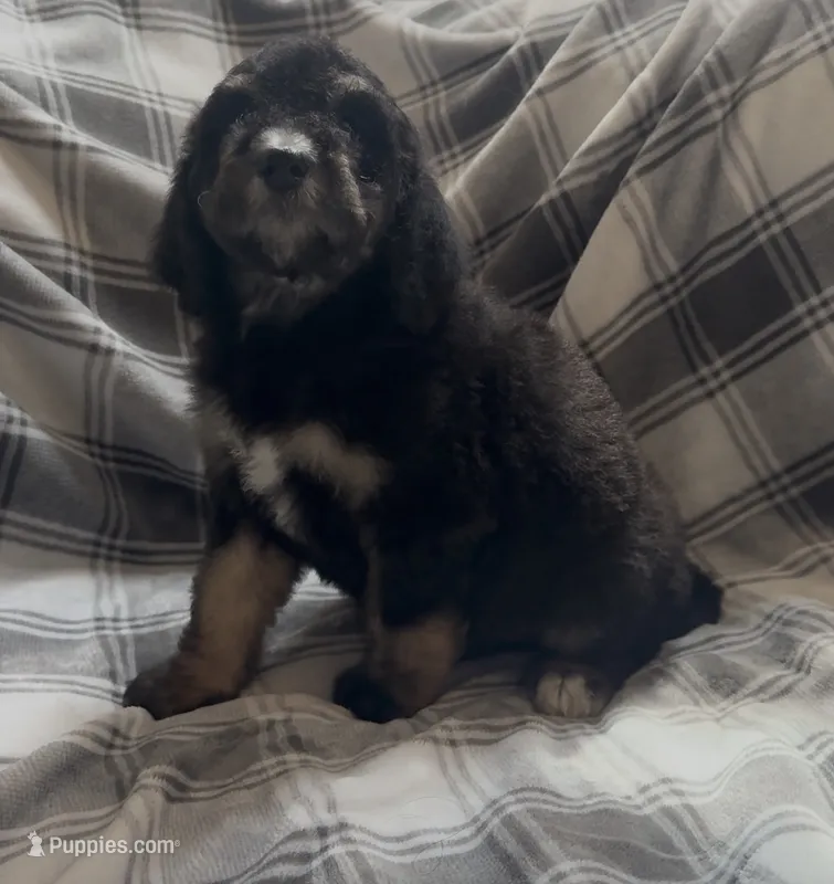 Female 2  – Bernedoodle puppy for sale in Mills River, NC