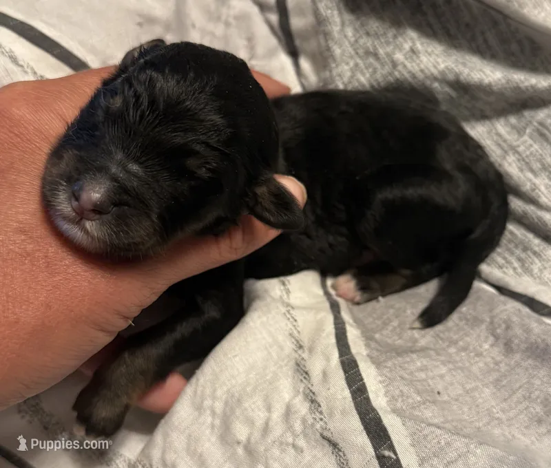 Tri male  – Bernedoodle puppy for sale in Mills River, NC
