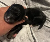 Tri male , a male Bernedoodle for sale in Mills River, NC – 1 of 3