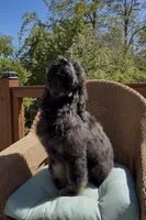 Last Female , a female Bernedoodle for sale in Mills River, NC – 7 of 7