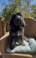 Last Female , a female Bernedoodle for sale in Mills River, NC – 3 of 7