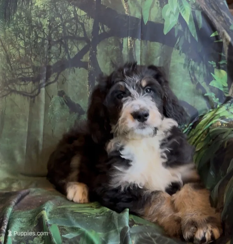 Tri female #1  – Bernedoodle puppy for sale in Mills River, NC