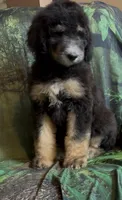Female # 2 , a female Bernedoodle for sale in Mills River, NC – 5 of 6