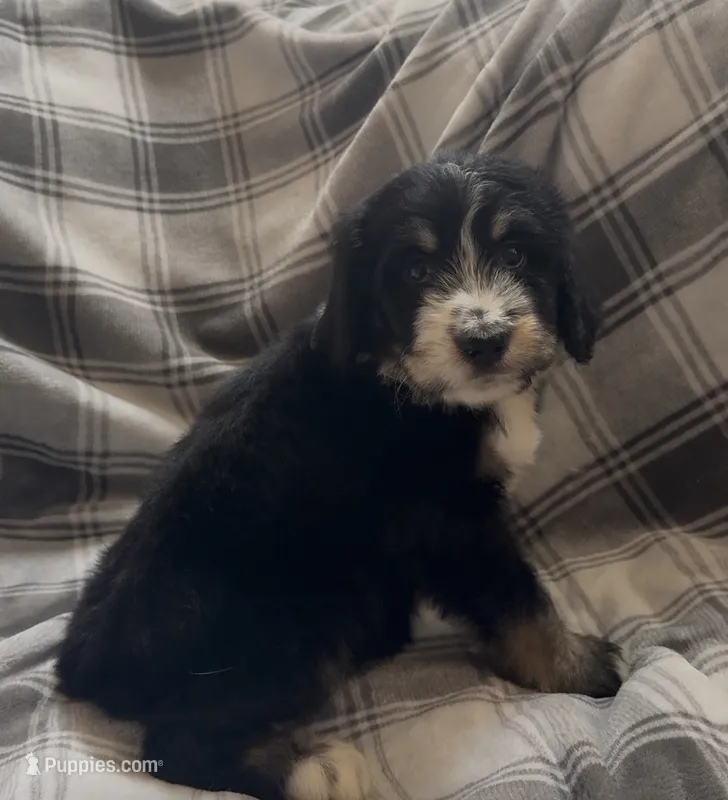 Tri female  – Bernedoodle puppy for sale in Mills River, NC
