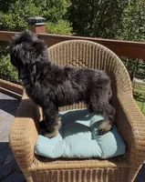 Last Female , a female Bernedoodle for sale in Mills River, NC – 4 of 7