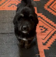 Female 4, a female Bernedoodle for sale in Mills River, NC – Photo 2 of 5