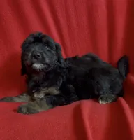 Female 4, a female Bernedoodle for sale in Mills River, NC – Photo 5 of 5