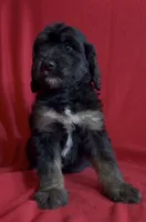 Female 4, a female Bernedoodle for sale in Mills River, NC – Photo 1 of 5