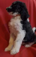 Male1  health tested clear, a male Bernedoodle for sale in Mills River, NC – Photo 2 of 4