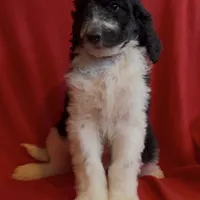 Male1  health tested clear, a male Bernedoodle for sale in Mills River, NC – Photo 1 of 4