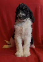 Male1  health tested clear, a male Bernedoodle for sale in Mills River, NC – Photo 1 of 4
