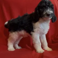 Male1  health tested clear, a male Bernedoodle for sale in Mills River, NC – Photo 3 of 4