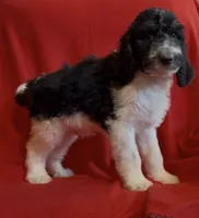 Male1  health tested clear, a male Bernedoodle for sale in Mills River, NC – Photo 3 of 4