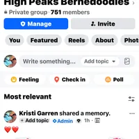 Male1  health tested clear, a male Bernedoodle for sale in Mills River, NC – Photo 4 of 4